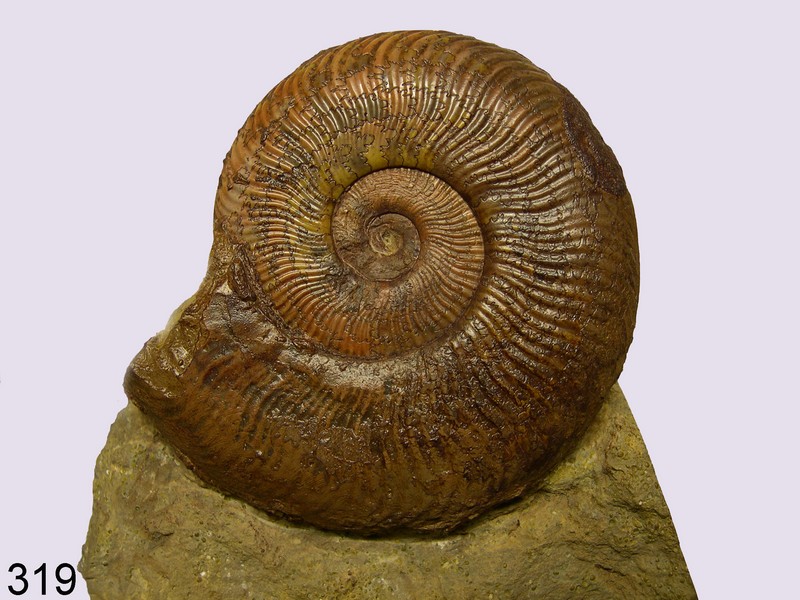 Grammoceras